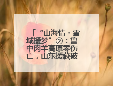 “山海情・雪域援梦”②：鲁中肉羊高原零伤亡，山东援藏破养殖密码