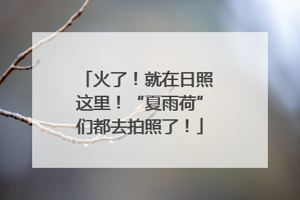 火了！就在日照这里！“夏雨荷”们都去拍照了！