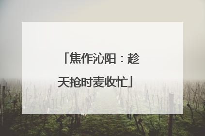 焦作沁阳：趁天抢时麦收忙
