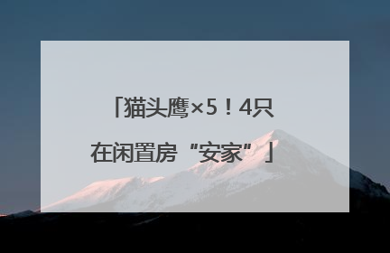 猫头鹰×5！4只在闲置房“安家”