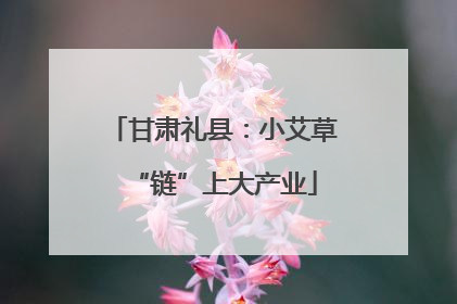 甘肃礼县：小艾草“链”上大产业