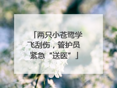 两只小苍鹭学飞刮伤，管护员紧急“送医”