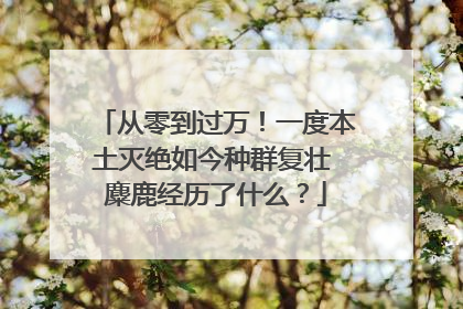 从零到过万！一度本土灭绝如今种群复壮 麋鹿经历了什么？