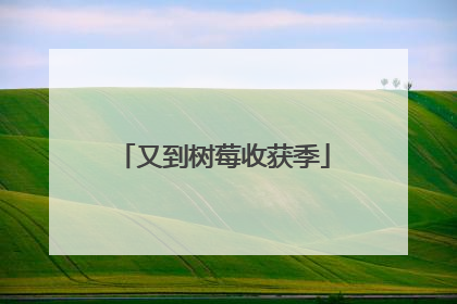 又到树莓收获季