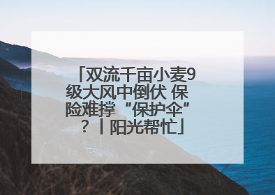 双流千亩小麦9级大风中倒伏 保险难撑“保护伞”？丨阳光帮忙