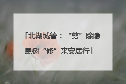 北湖城管：“剪”除隐患树“修”来安居行