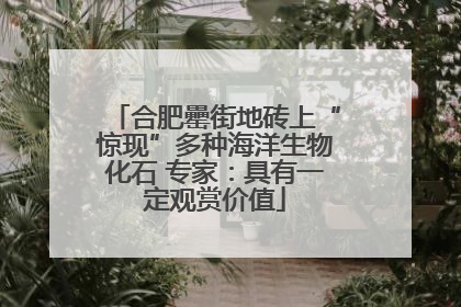 合肥罍街地砖上“惊现”多种海洋生物化石 专家：具有一定观赏价值