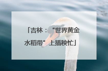 吉林：“世界黄金水稻带”上插秧忙