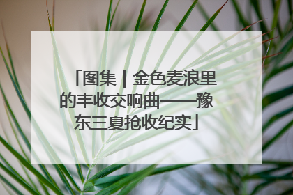 图集｜金色麦浪里的丰收交响曲——豫东三夏抢收纪实