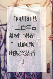 四川旺苍：三百年古茶树“苏醒” 山间飘出振兴茶香