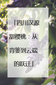 四川汉源甜樱桃：从背篓到云端的跃迁