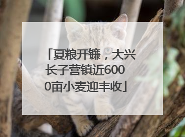 夏粮开镰，大兴长子营镇近6000亩小麦迎丰收