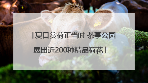 夏日赏荷正当时 茶亭公园展出近200种精品荷花