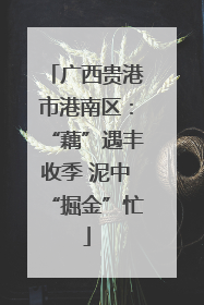 广西贵港市港南区：“藕”遇丰收季 泥中“掘金”忙