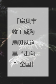 扇贝丰收！威海扇贝从这里“走向”全国
