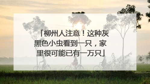 柳州人注意！这种灰黑色小虫看到一只，家里很可能已有一万只