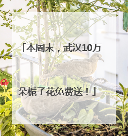 本周末，武汉10万朵栀子花免费送！