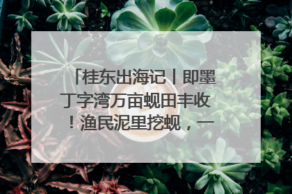 桂东出海记丨即墨丁字湾万亩蚬田丰收！渔民泥里挖蚬，一天上岸过千斤