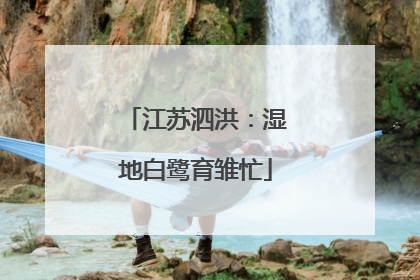 江苏泗洪：湿地白鹭育雏忙