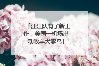 汪汪队有了新工作，美国一机场出动牧羊犬驱鸟