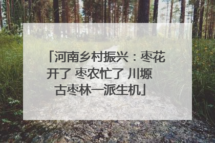 河南乡村振兴：枣花开了 枣农忙了 川塬古枣林一派生机