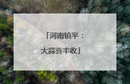 河南镇平：大蒜喜丰收