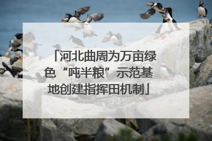 河北曲周为万亩绿色“吨半粮”示范基地创建指挥田机制