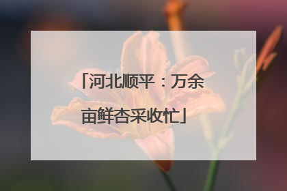 河北顺平：万余亩鲜杏采收忙