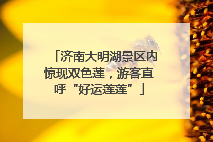 济南大明湖景区内惊现双色莲，游客直呼“好运莲莲”