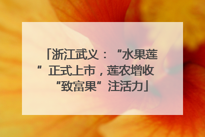 浙江武义：“水果莲”正式上市，莲农增收“致富果”注活力