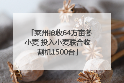 莱州抢收64万亩冬小麦 投入小麦联合收割机1500台