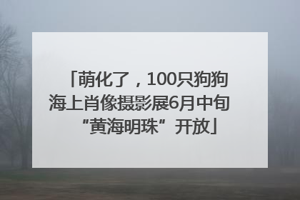 萌化了，100只狗狗海上肖像摄影展6月中旬“黄海明珠”开放