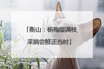 衡山：杨梅缀满枝 采摘尝鲜正当时