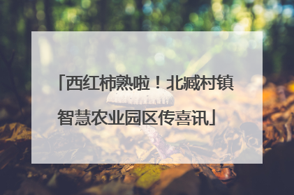 西红柿熟啦！北臧村镇智慧农业园区传喜讯
