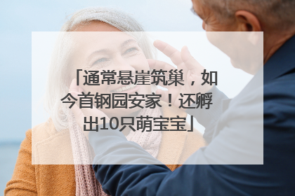 通常悬崖筑巢，如今首钢园安家！还孵出10只萌宝宝