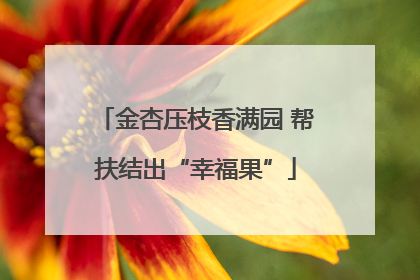 金杏压枝香满园 帮扶结出“幸福果”