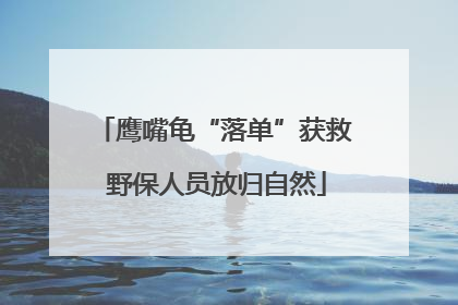鹰嘴龟“落单”获救 野保人员放归自然
