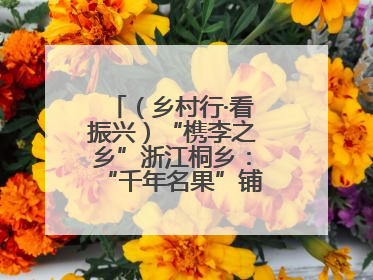 （乡村行·看振兴）“槜李之乡”浙江桐乡：“千年名果”铺就乡村共富路
