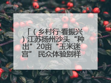 （乡村行·看振兴）江苏扬州沙头“种出”20亩“玉米迷宫” 民众体验别样“田园乐趣”