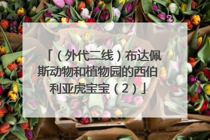 （外代二线）布达佩斯动物和植物园的西伯利亚虎宝宝（2）