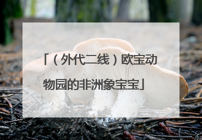 （外代二线）欧宝动物园的非洲象宝宝