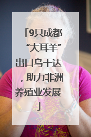 9只成都“大耳羊”出口乌干达，助力非洲养殖业发展
